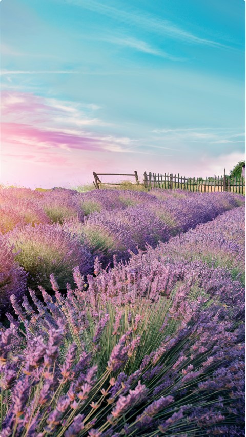 Fresh Lavender Spring iPhone Wallpaper